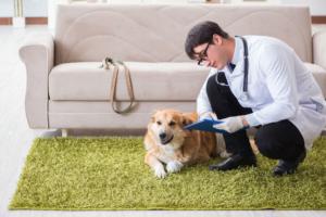 Home Visit Vet