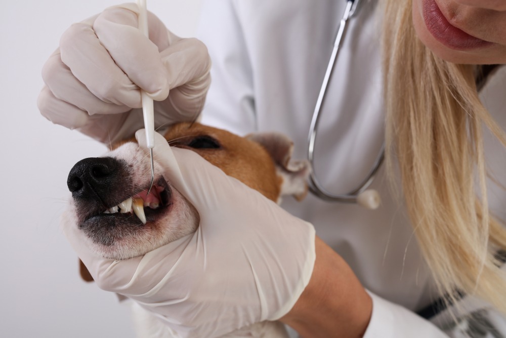 Pet Dental Specialist