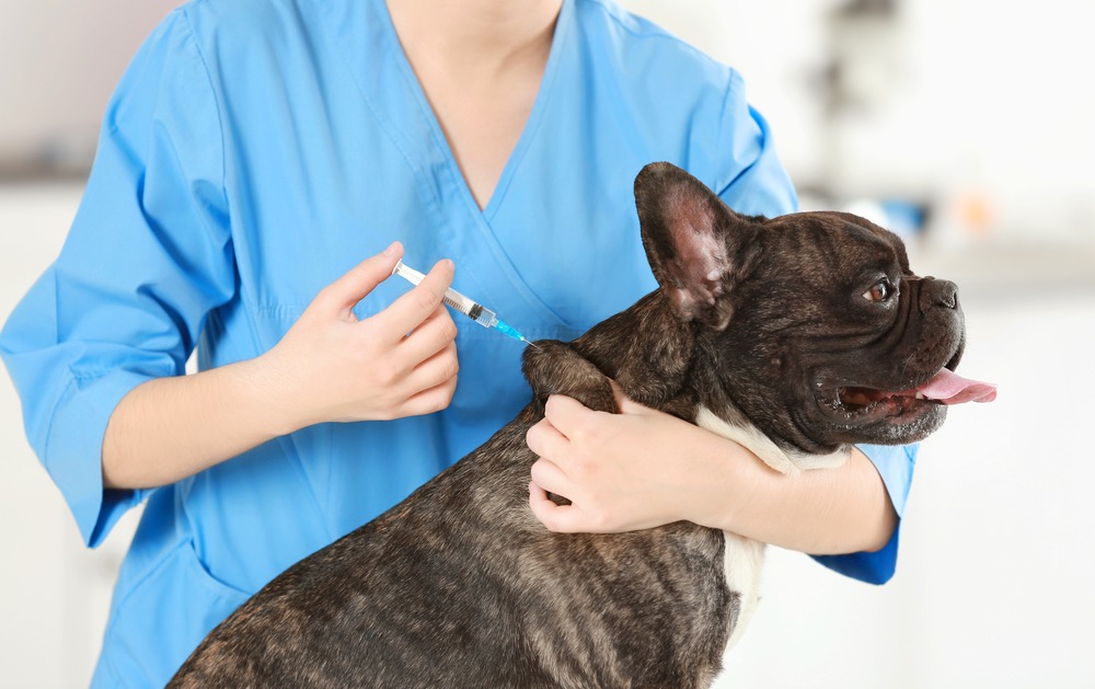 Low-Cost Pet Vaccinations: An Affordable Way To Care For ...