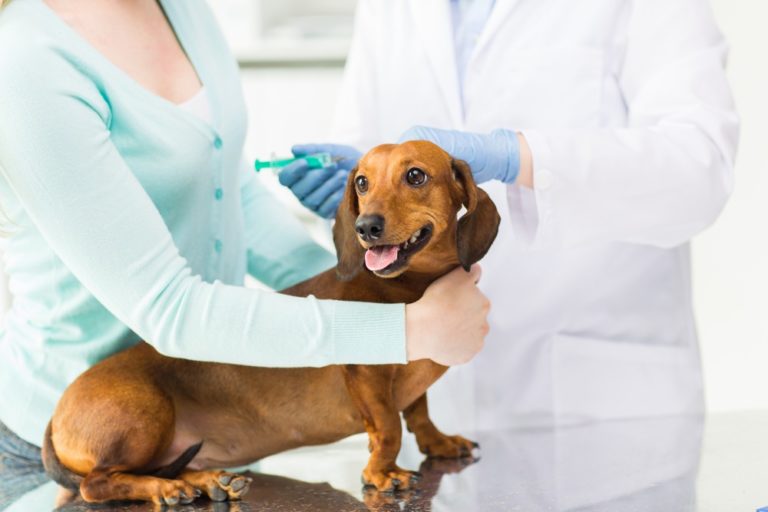 Why Vaccinating Your Pet Is Important Ask The Vet Atl