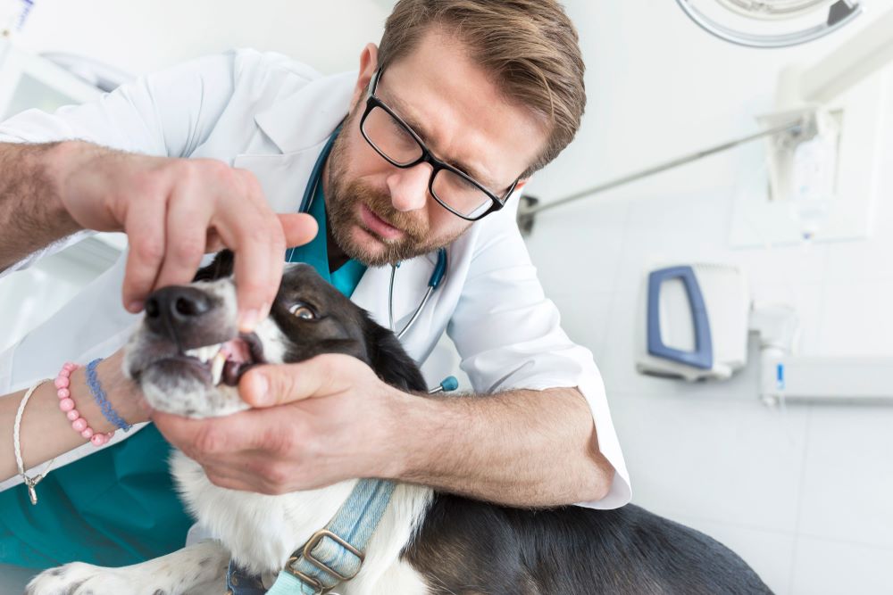 Pet Dental Specialists in Atlanta Ask The Vet Ask The Vet ATL.