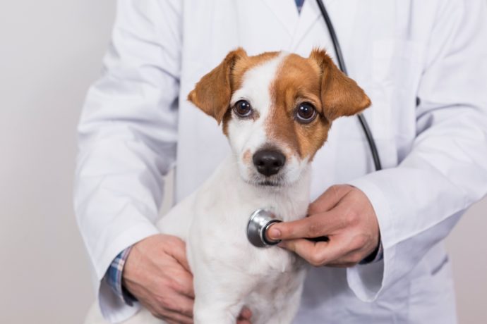 Mobile Vet Atlanta – Home Visit Vet - Best Veterinarian Kennesaw GA