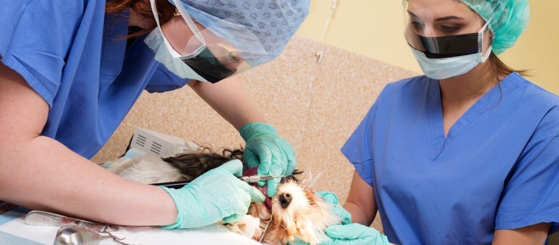 Pet Dental Specialist- Ask The Vet