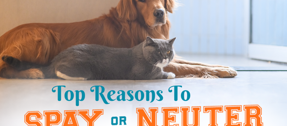 Top Reasons to Spay or Neuter your Adorable Pet