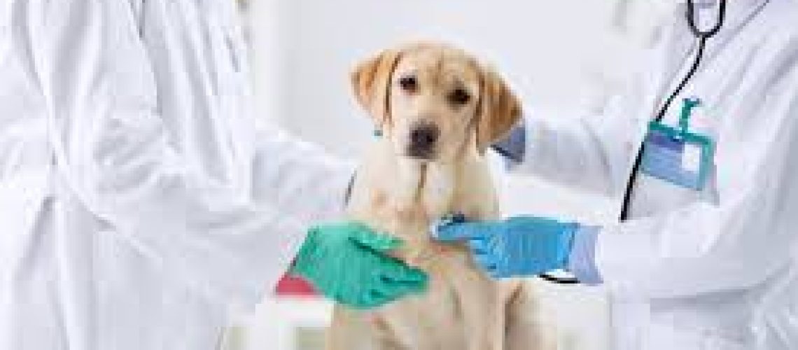 low-cost spay and neuter processes